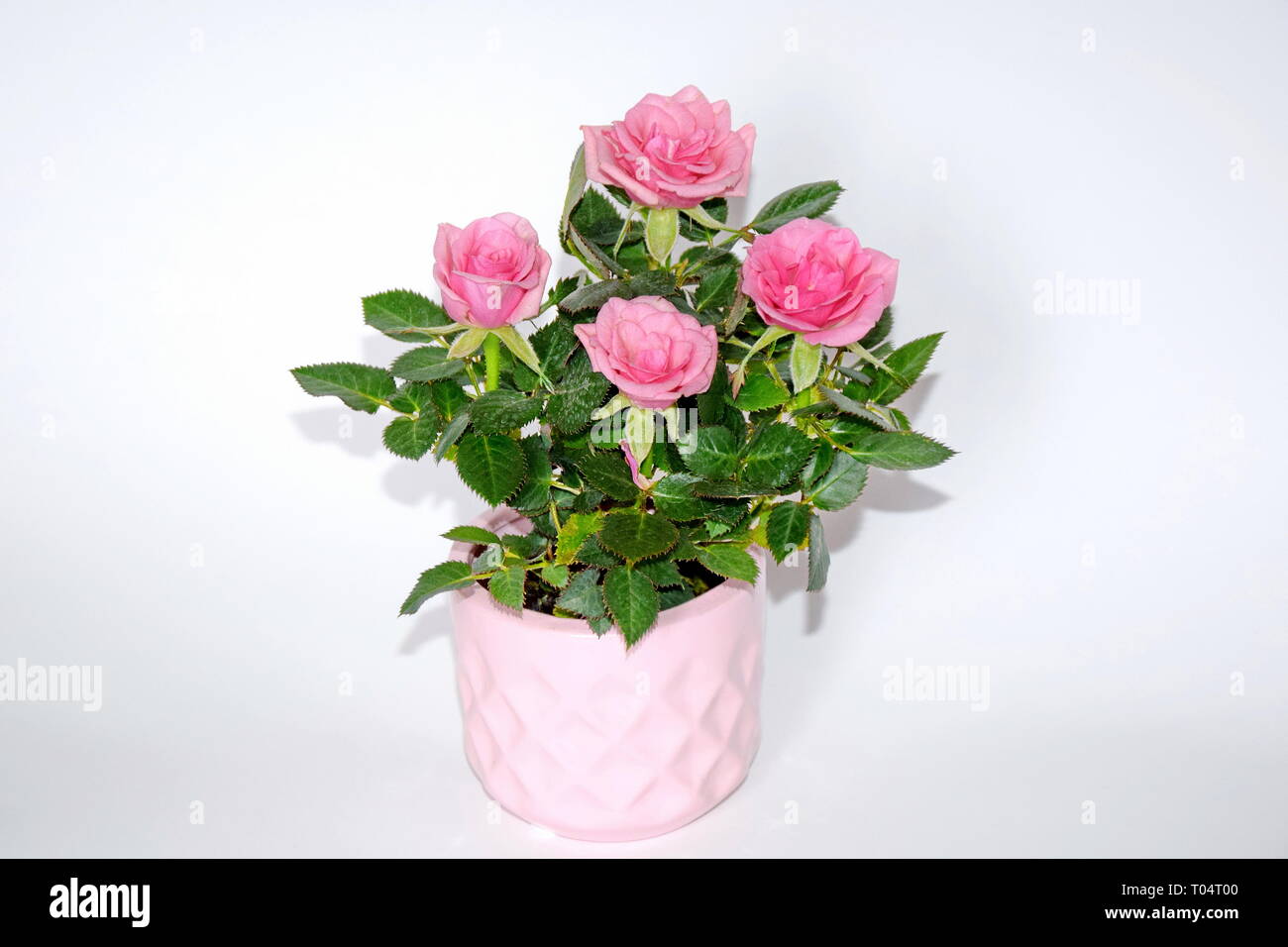 Mini rose bush in pot hi-res stock photography and images - Alamy