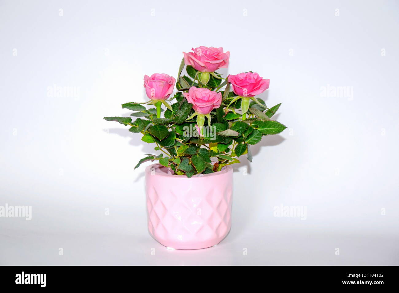 Mini rose bush in pot hi-res stock photography and images - Alamy