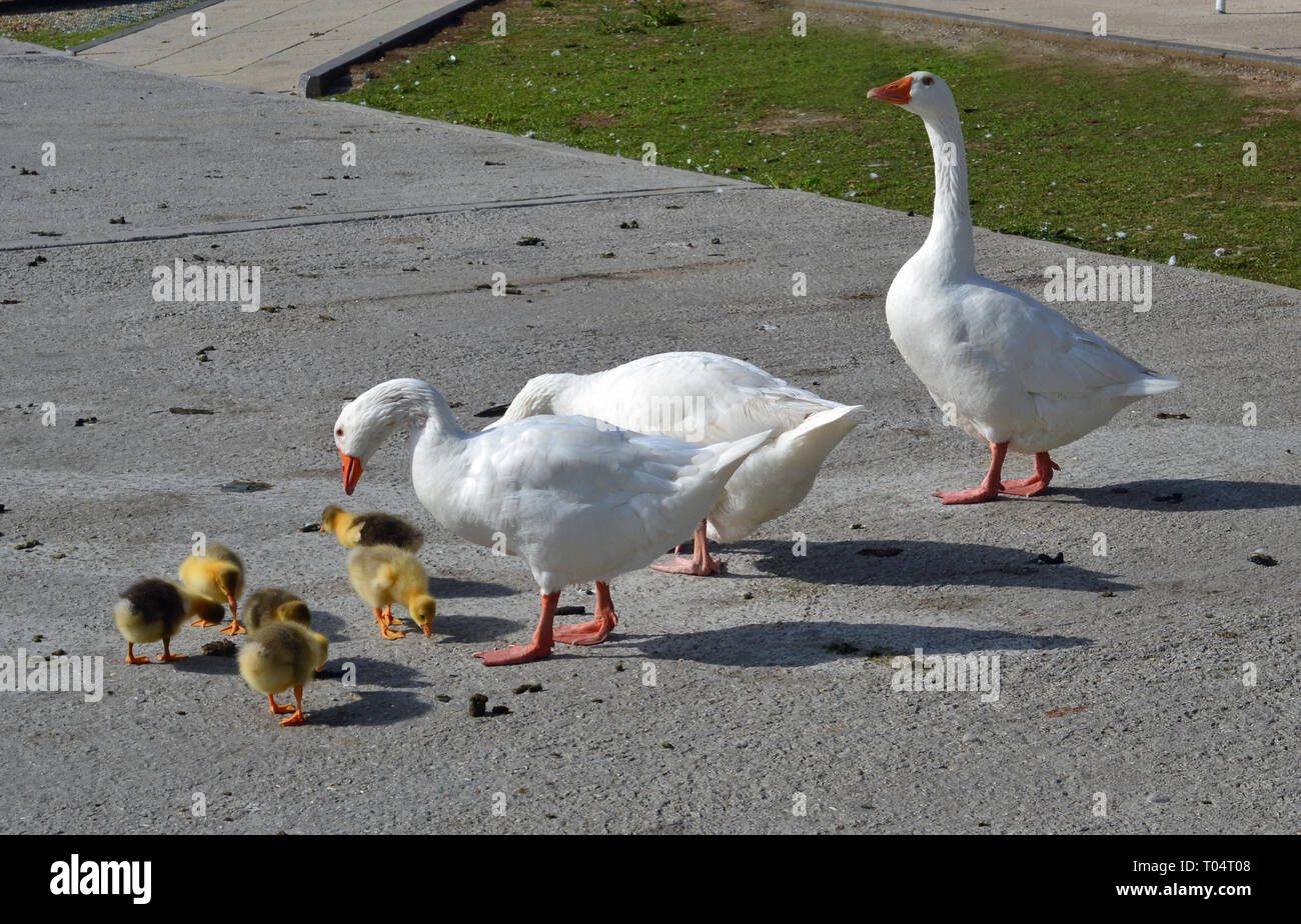 Family of wild white geese with yellow goslings / young at South Hanningfield Reservoir, between Billericay and Chelmsford in Essex Stock Photo
