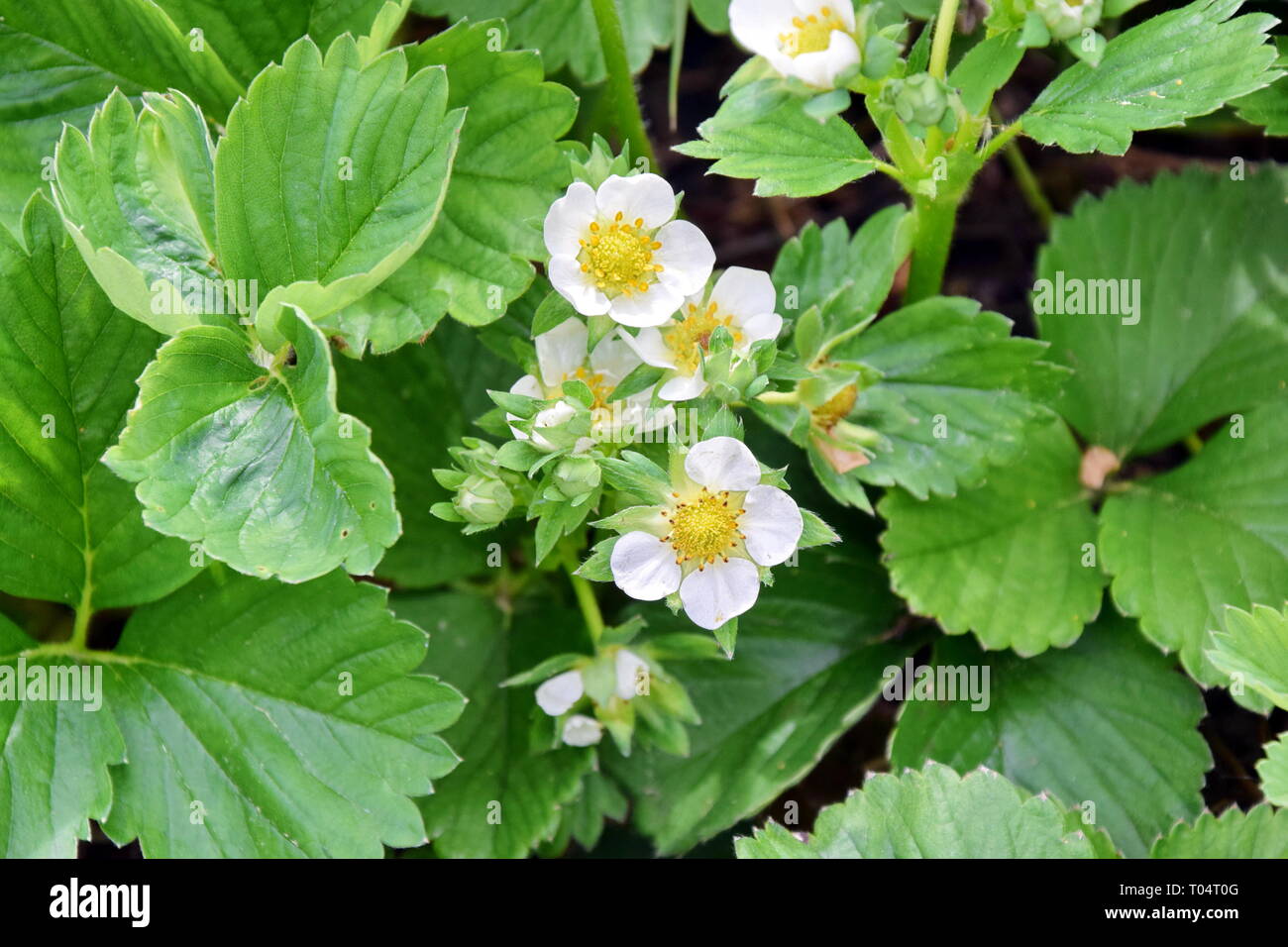 Fragaria vesca Strawberry Plant Gardening Planting Stock Photo Stock Photo