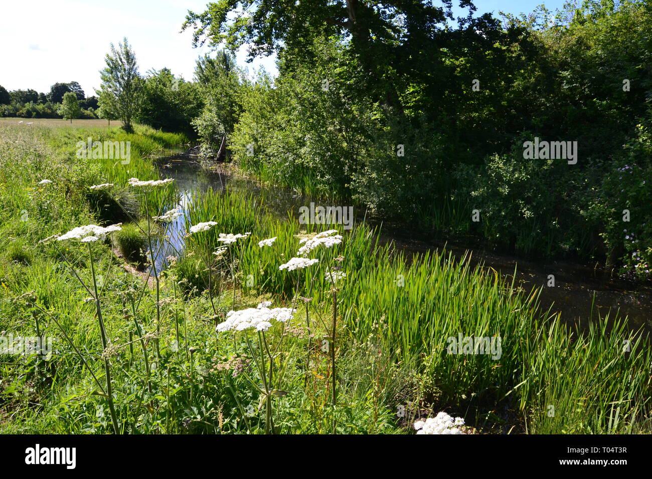 The river and parkland at Hylands House and Gardens, Writtle, Chelmsford, Essex, UK Stock Photo