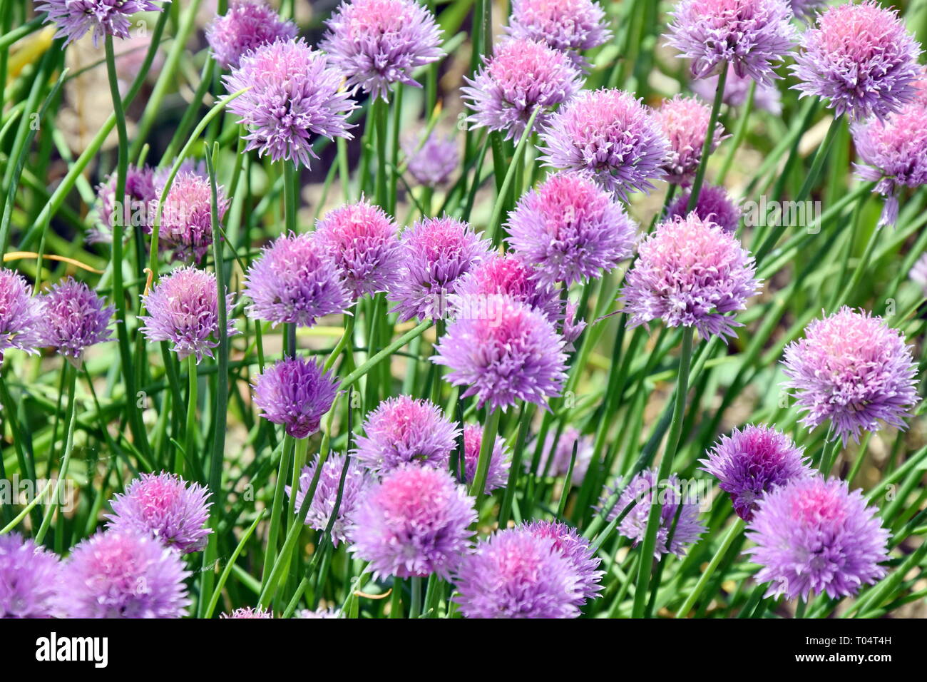 Chive Allium Schoenoprasum Colorful Blossom Home Gardening and Planting Stock Photo Stock Photo