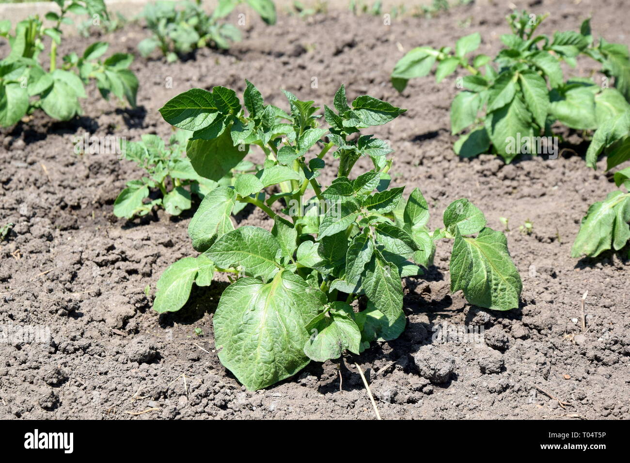 Potato Plant Solanum Tuberosum Home Gardening Planting Stock Photo Stock Photo