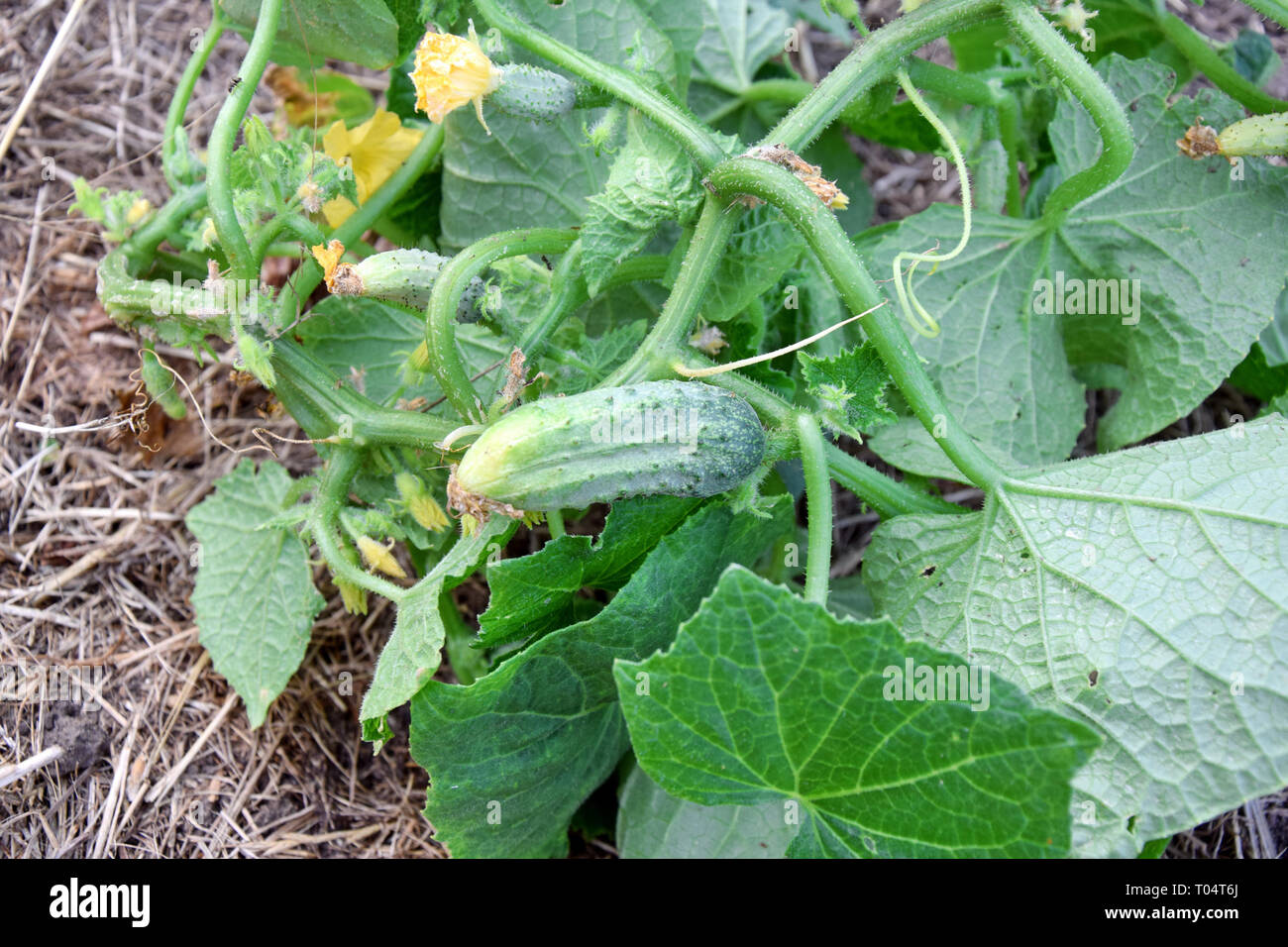 Cucumber Cucumis Sativus Plant Home Gardening Planting Stock Photo Stock Photo