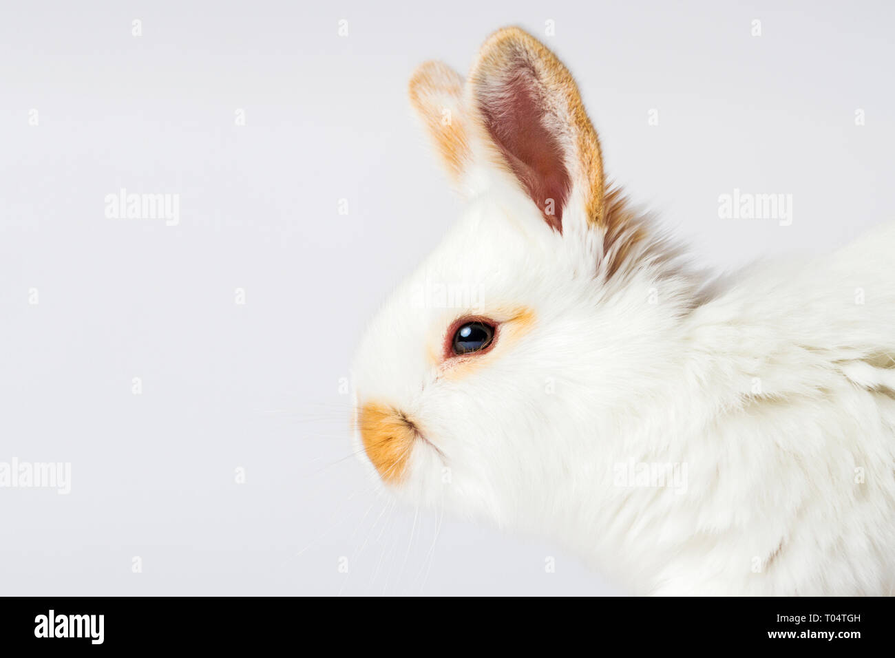 beautiful white rabbit with red ears, Easter, holiday bunny Stock Photo