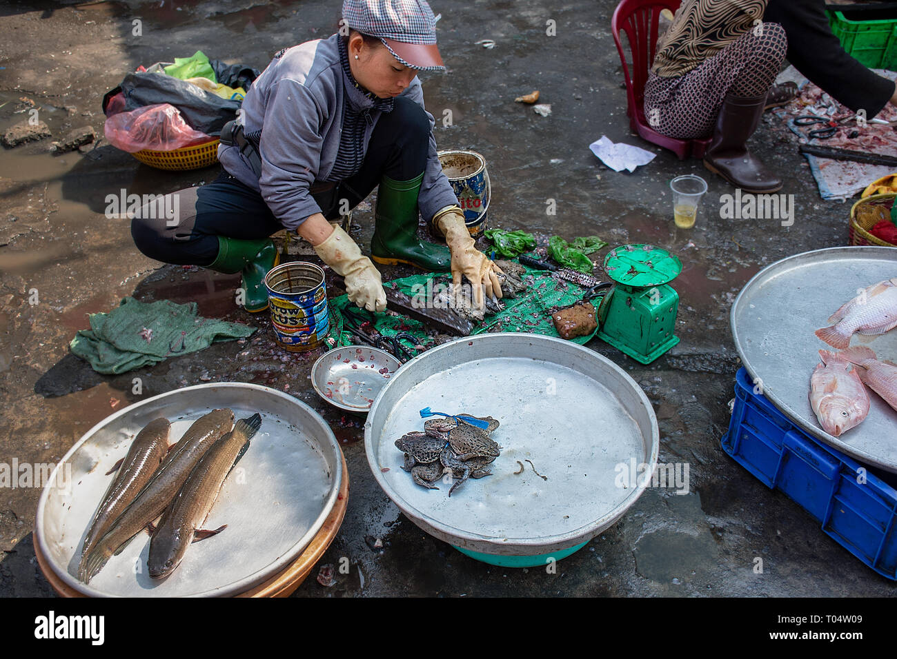 Vietnamese woman prepares live frogs for sale on a concrete floor of a Ho Chi Minh City street market, Vietnam. Stock Photo