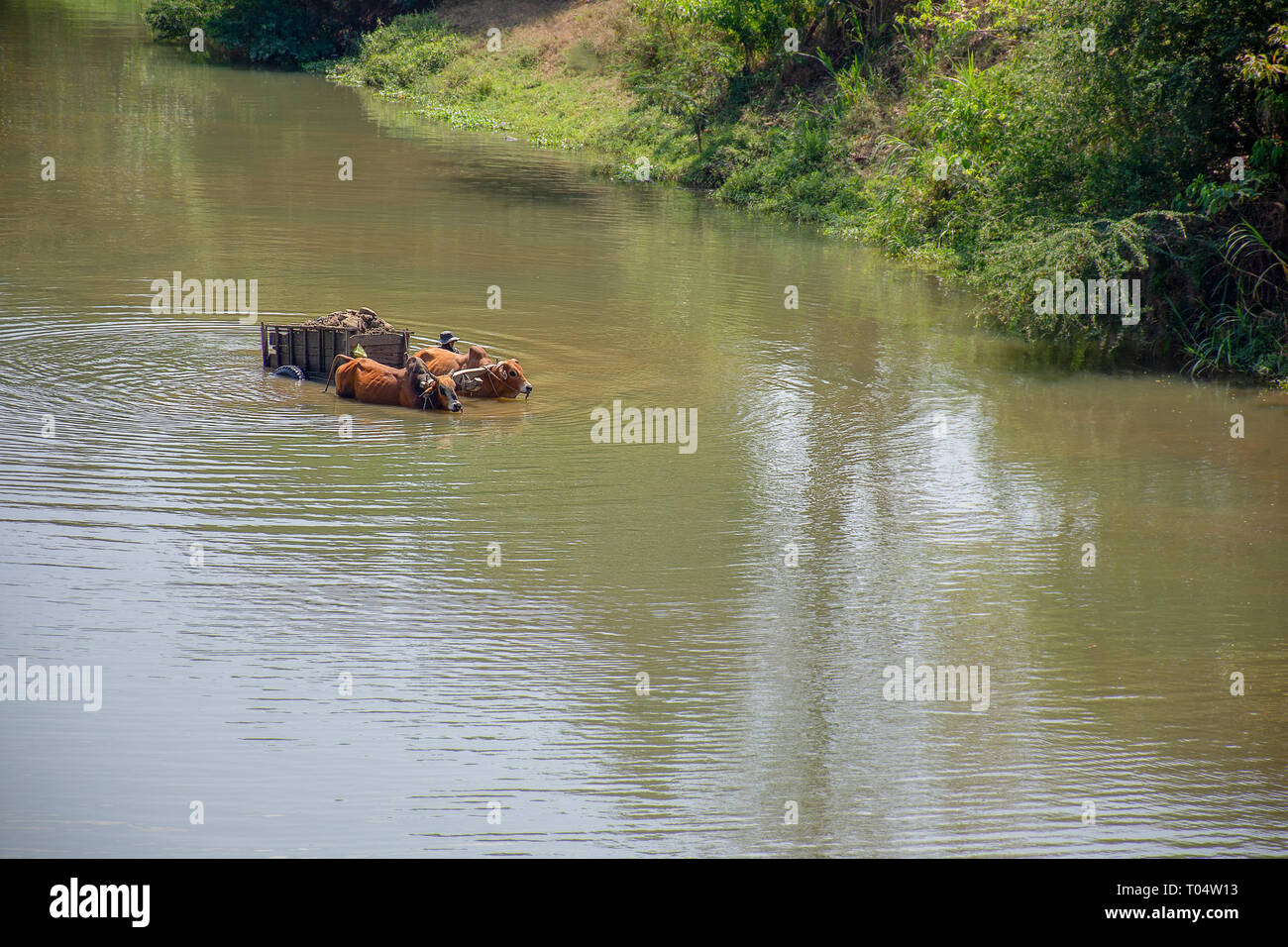 Two Zebu humped cattle pull wooden wheeled cart through a deep river crossing. Stock Photo