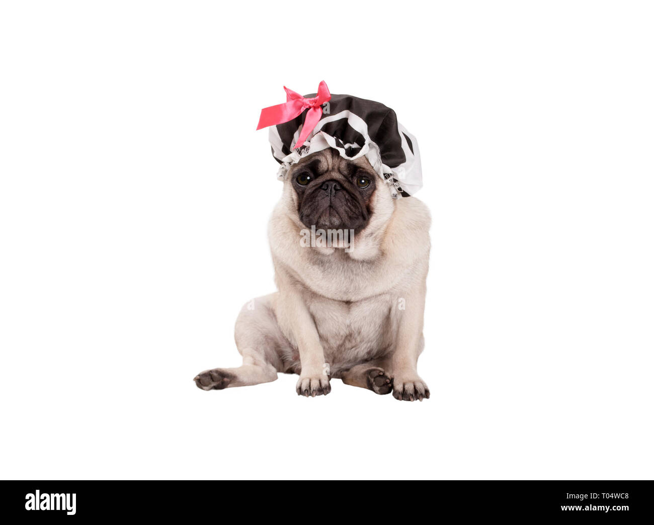 unhappy pug puppy dog with shower cap, sitting down, ready for taking a bath, isolated on white background Stock Photo