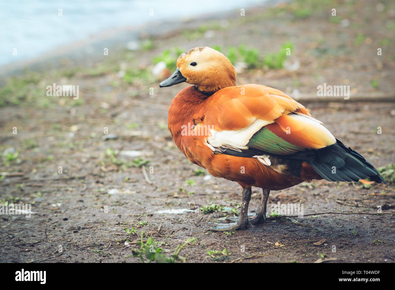 A side-view of a male ruddy shelduck or Brahminy duck.  Showing its red brown plumage, green speculum feathers, white wing coverts and flat black beak Stock Photo