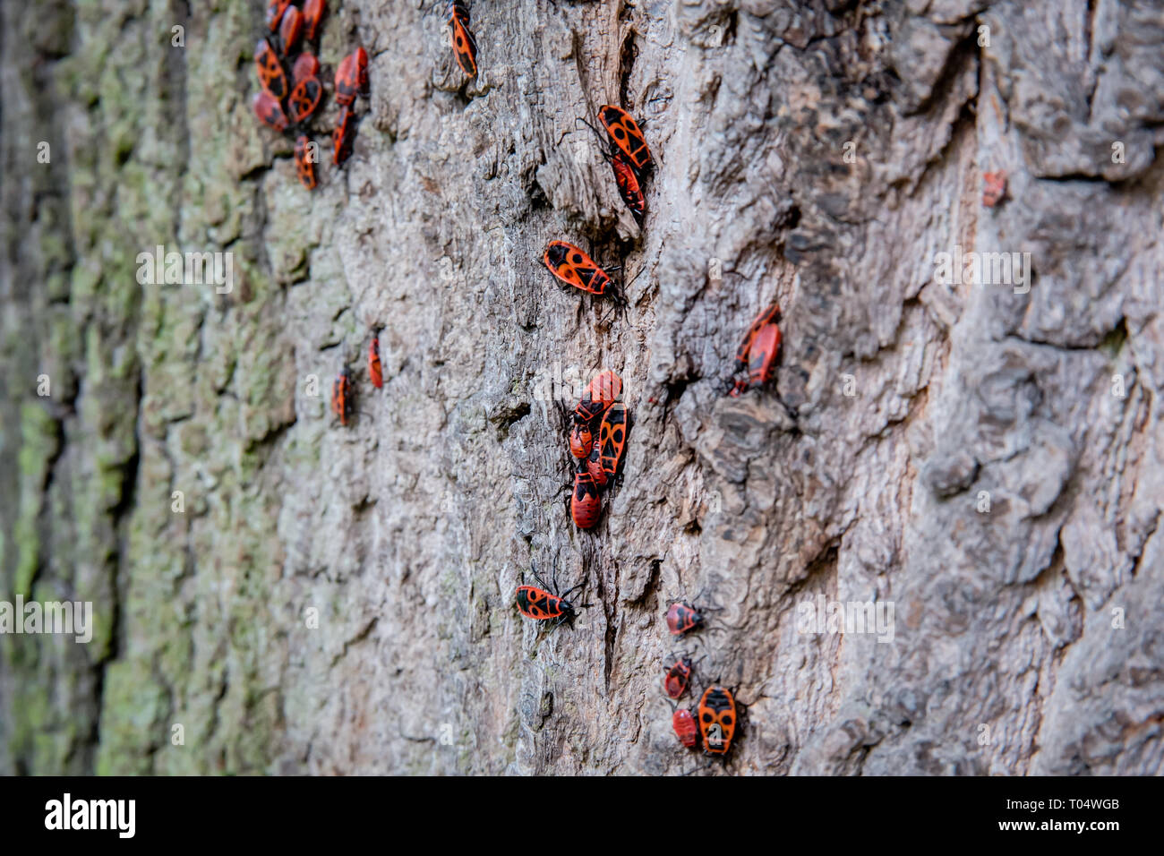 Red and black insects, European Firebugs, both nymphs and adults, on tree trunk bark in Europe Stock Photo