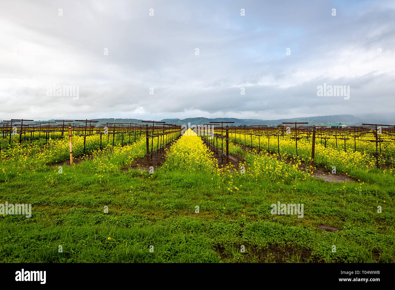 Storm clouds over the vineyards and mustard flowers Stock Photo