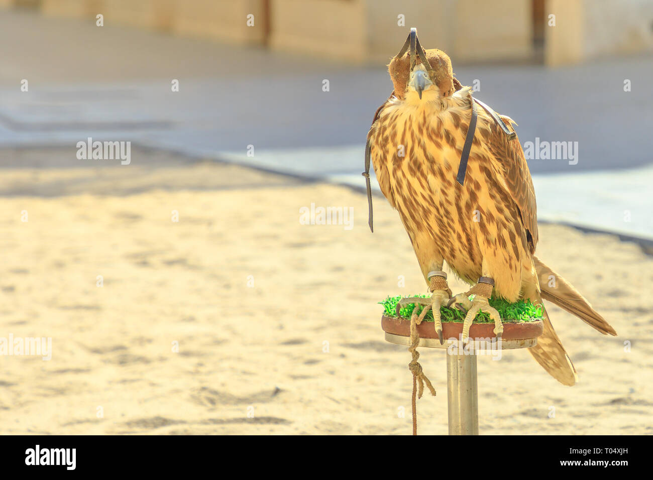 Close up of hooded falcon at Falcon Souq near Souq Waqif in Doha center, Middle East, Arabian Peninsula. Falconry is very popular in Qatar. Sunny day. Stock Photo