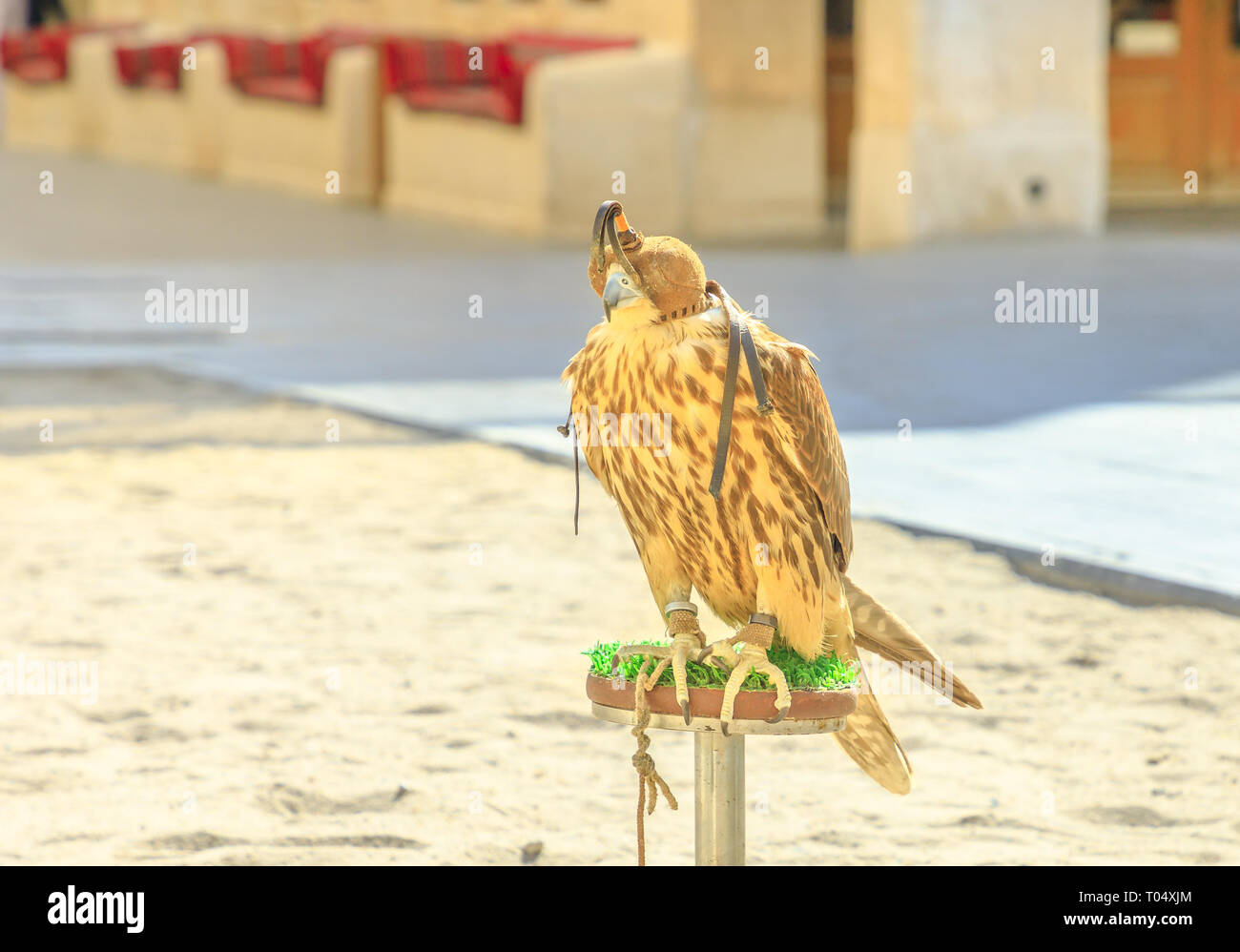 Hooded falcon at Falcon Souq near Souq Waqif in Doha center, Middle East, Arabian Peninsula. Falconry is very popular in Qatar. Sunny day. Stock Photo