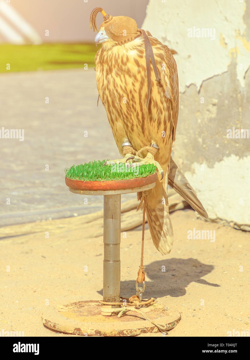 Closeup of hooded falcon at Falcon Souq near Souq Waqif in Doha center, Middle East, Arabian Peninsula in a sunny day. Falconry is very popular in Stock Photo