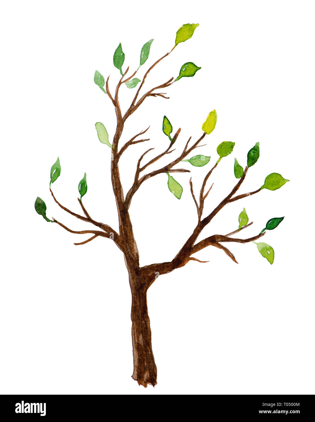 Watercolor tree with green leaves isolated on white background Stock ...