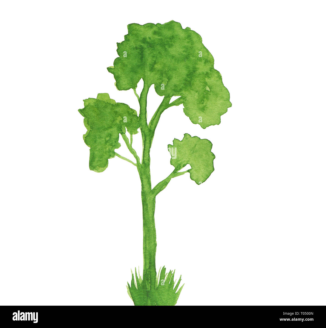 Watercolor green tree on white background Stock Photo - Alamy