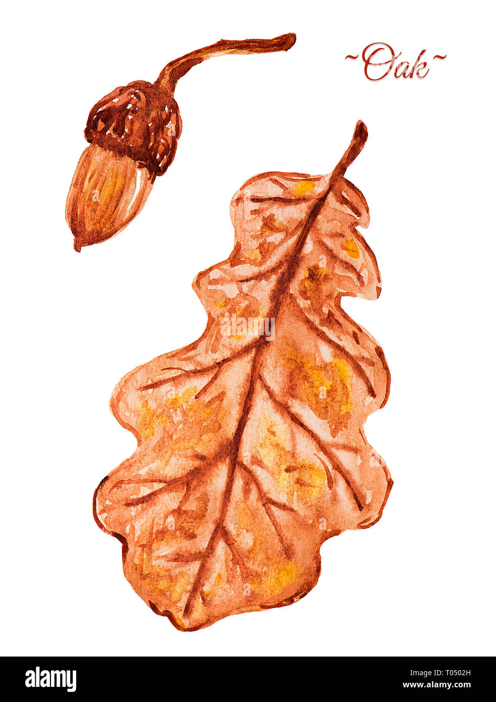 Watercolor oak leaf and acorn isolated on white background Stock Photo ...