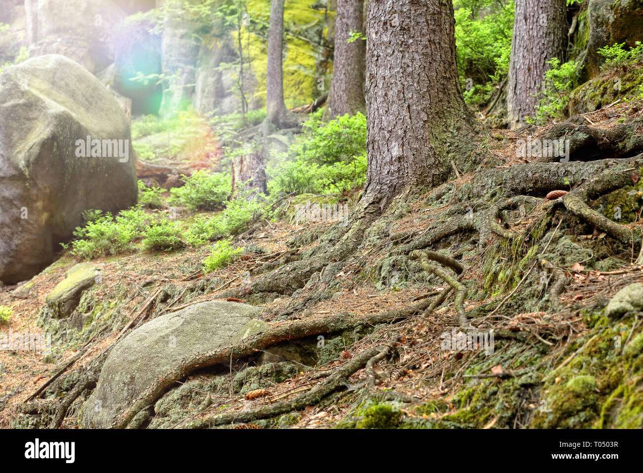 Alpine Forests Roots Roots of trees in a green forest Stock Photo - Alamy
