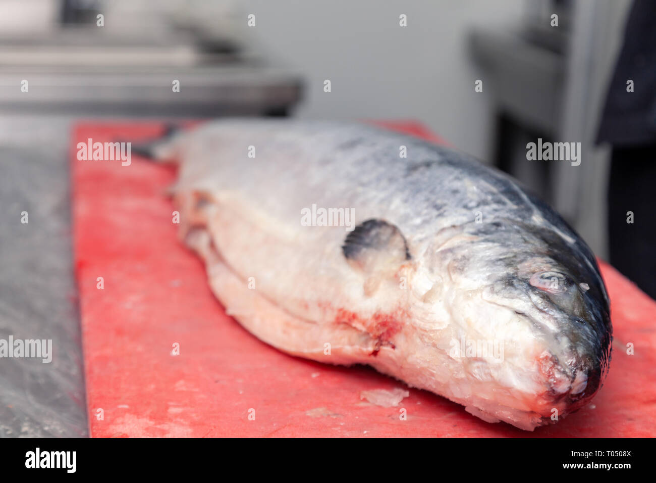 Closeup fresh whole salmon fish on red plastic cutting board in the  professional kitchen of restaurant is preparing for carving. Concept  japanese foo Stock Photo - Alamy