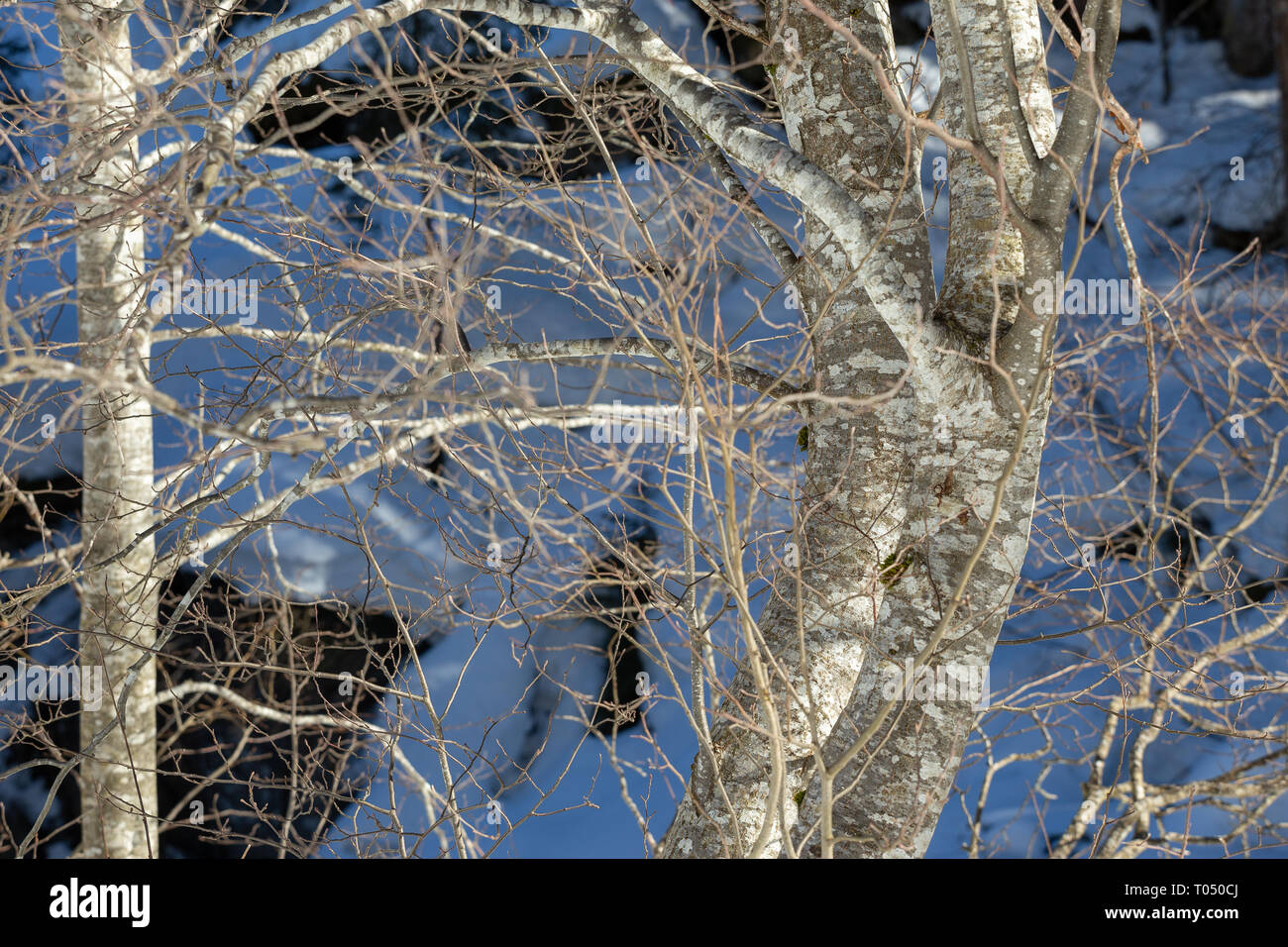 Alnus incana. Gray alder trees. Stubaital. Austrian Alps. Europe. Stock Photo