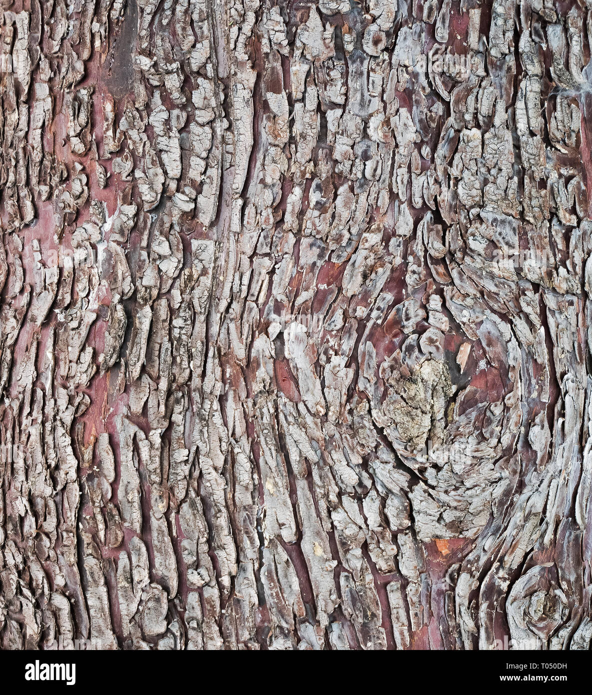 Pine bark texture background Stock Photo - Alamy