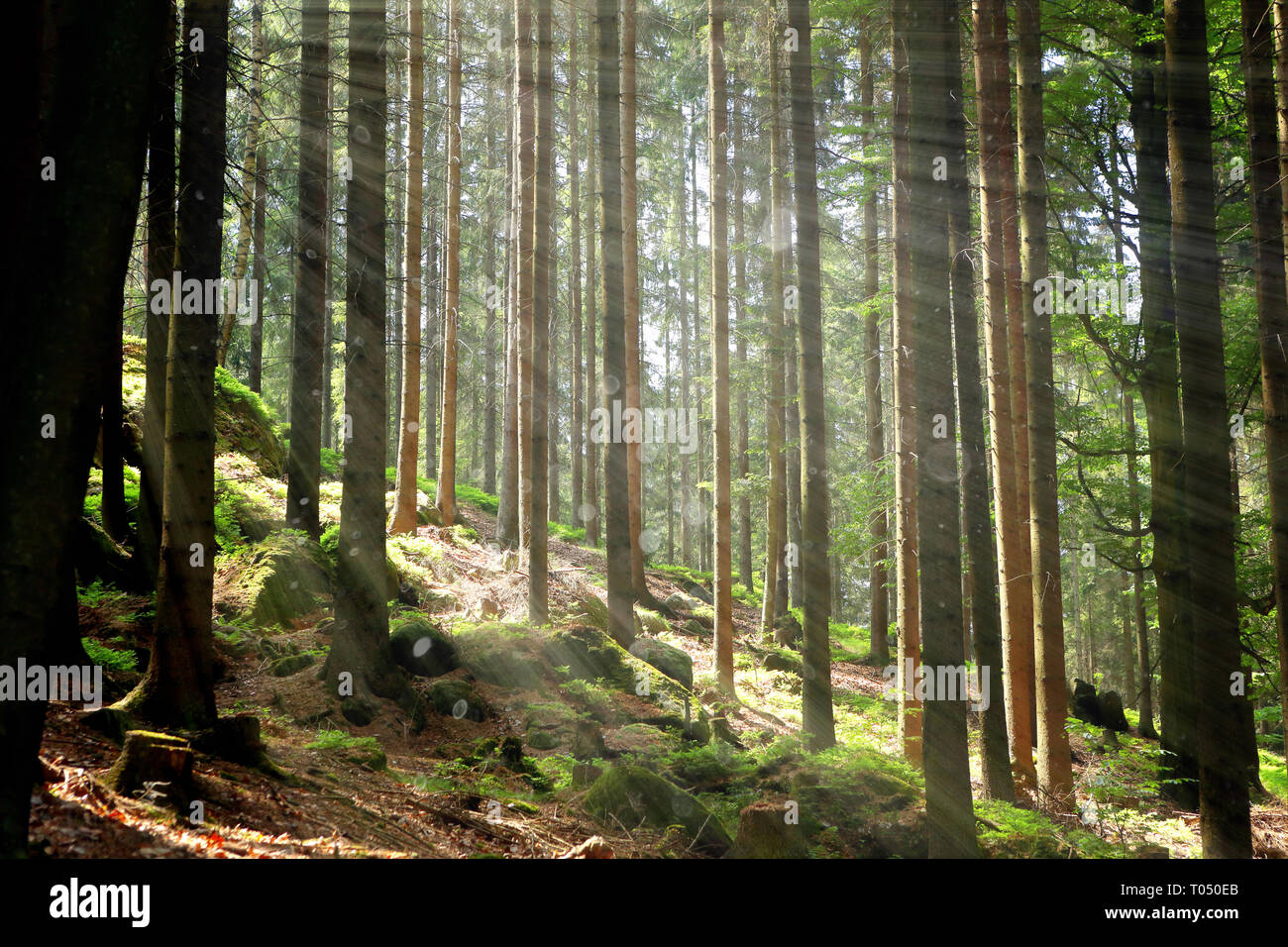 Green forest and rays of light Stock Photo - Alamy