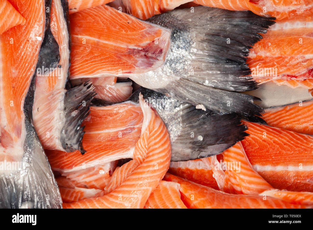 Closeup carving whole fresh norwegian salmon fish with heads on red