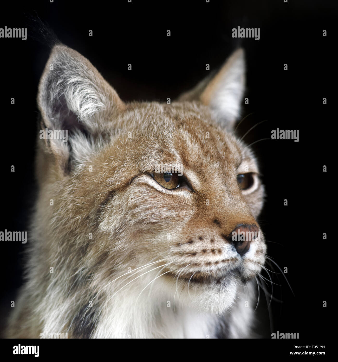 Portrait of a lynx isolated on black Stock Photo