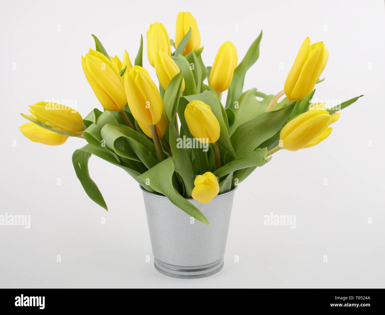 Bouquet of yellow tulips in bucket isolated on white Stock Photo - Alamy