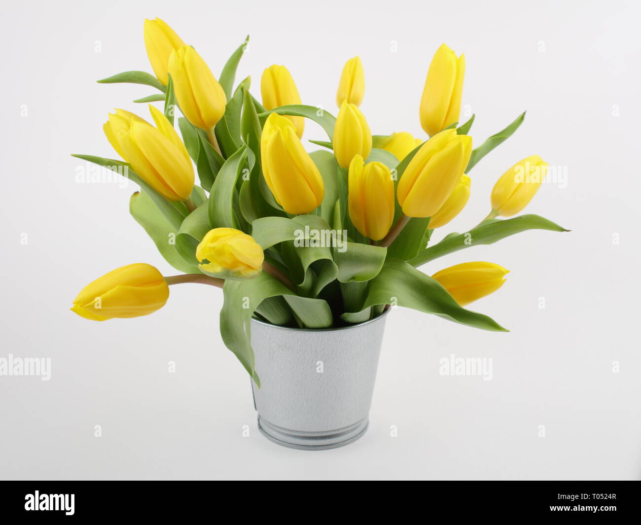 Bouquet of yellow tulips in bucket isolated on white Stock Photo