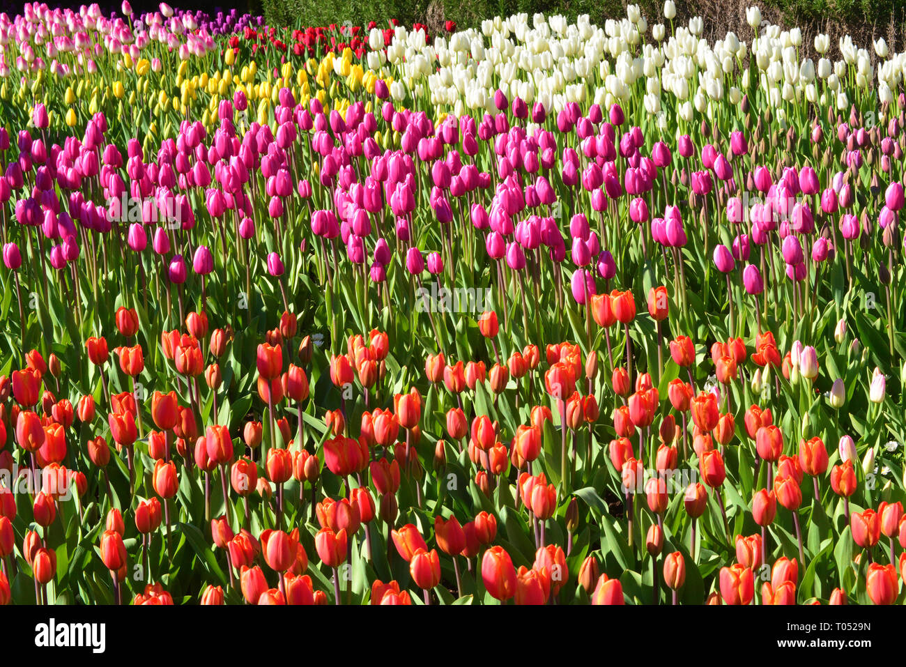 tulips abundance Stock Photo