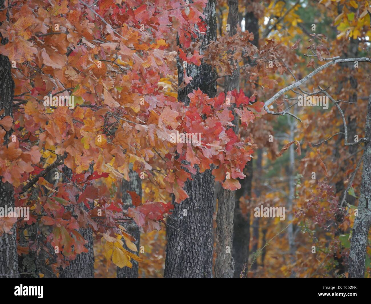 Backdrop of colors from the trees in the forest during autumn Talimena scenic drive, Oklahoma Stock Photo