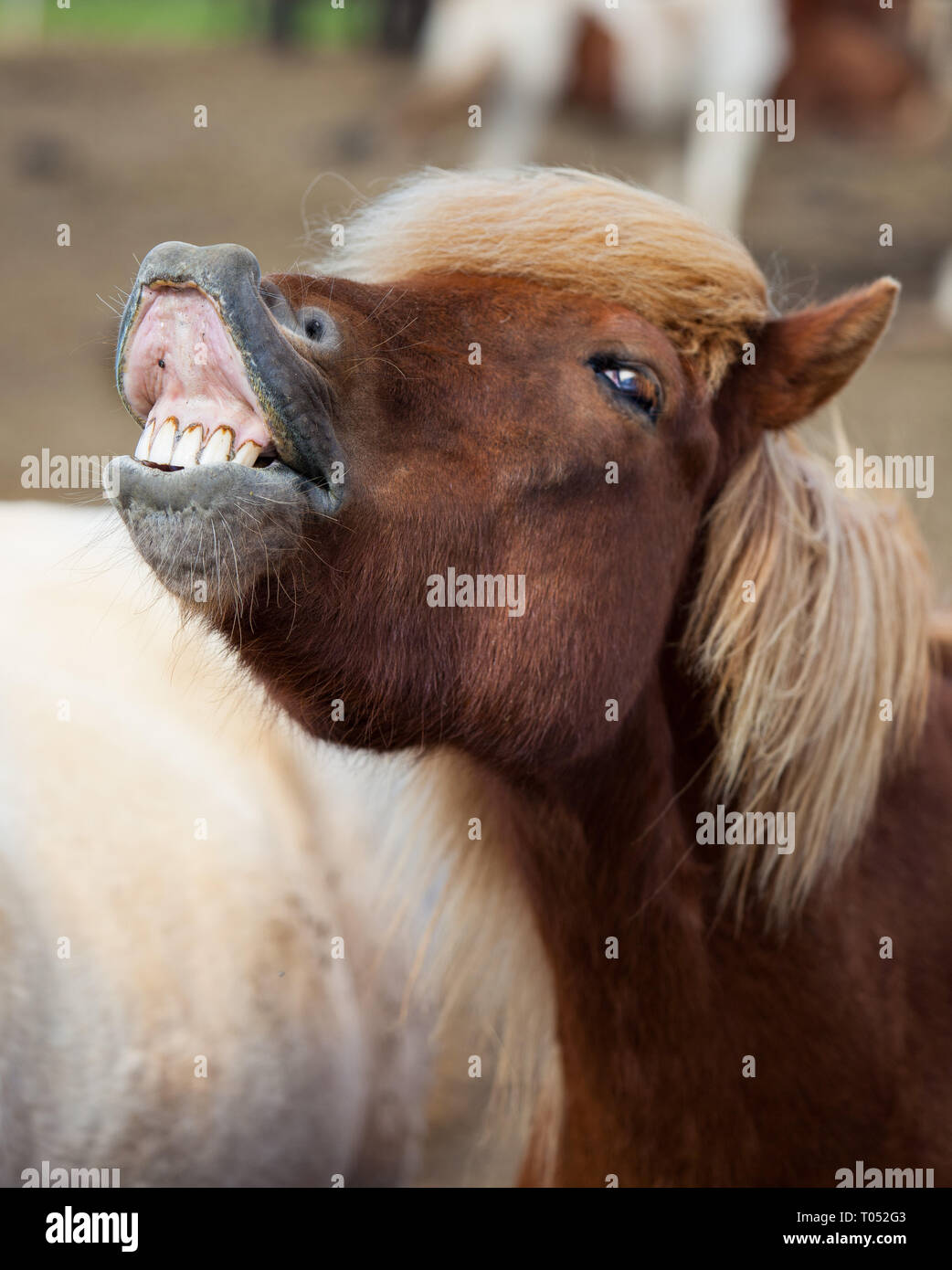 Icelandic horse smiling and laughing with large teeth. Stock Photo