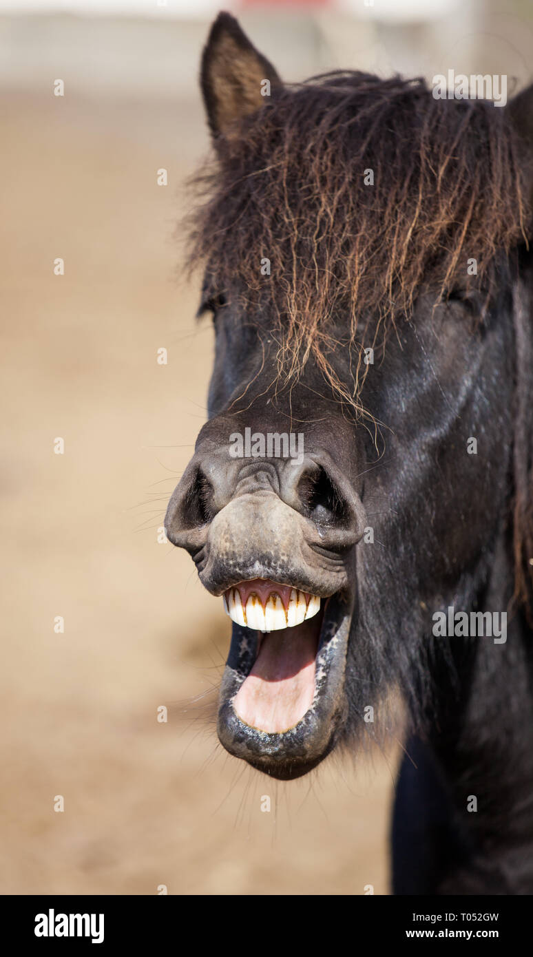 Icelandic horse smiling and laughing with large teeth. Stock Photo