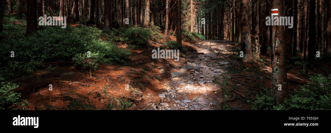 Hiking Trail Sign Mark Painted On A Tree Path Leading Trough The