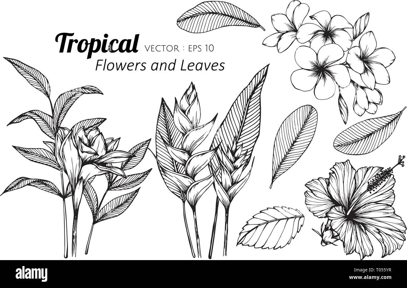 Collection set of Tropical flower and leaves drawing illustration. for pattern, logo, template, banner, posters, invitation and greeting card design. Stock Vector