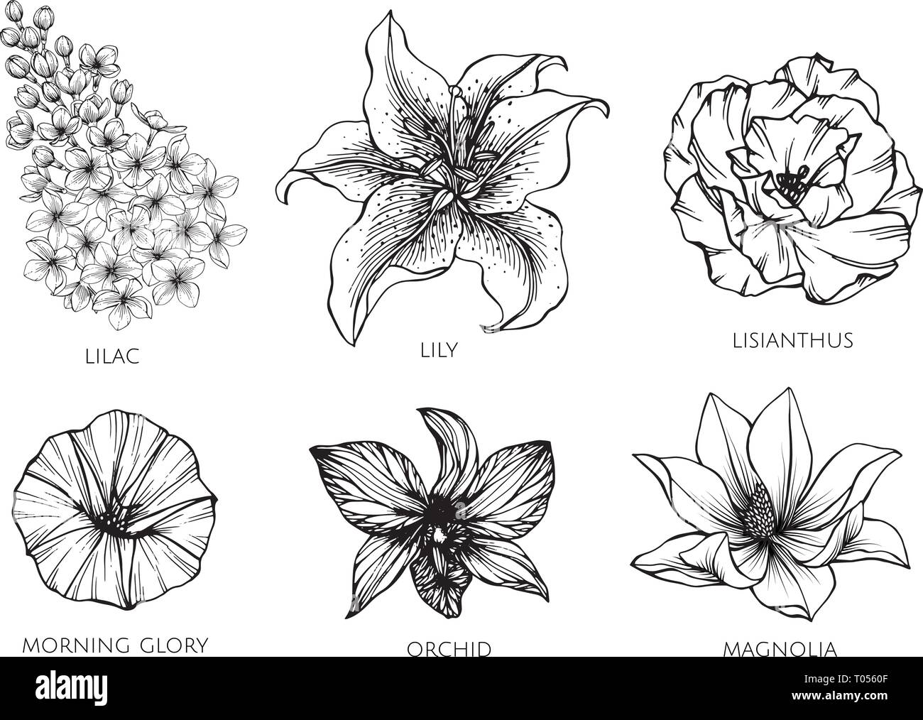 Collection set of flower drawing illustration. for pattern, logo, template, banner, posters, invitation and greeting card design. Stock Vector