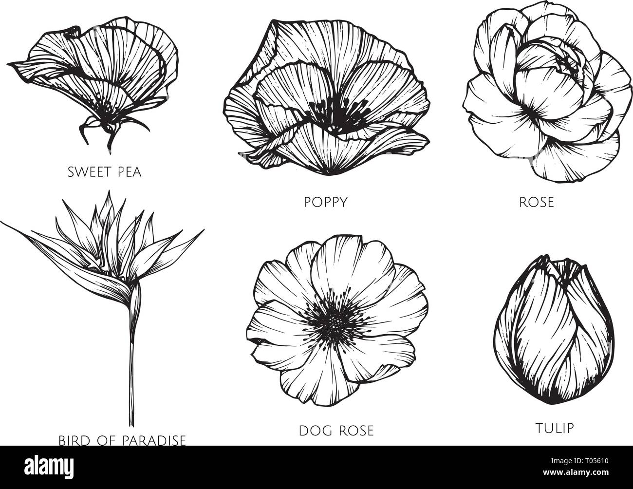 Collection set of flower drawing illustration. for pattern, logo ...
