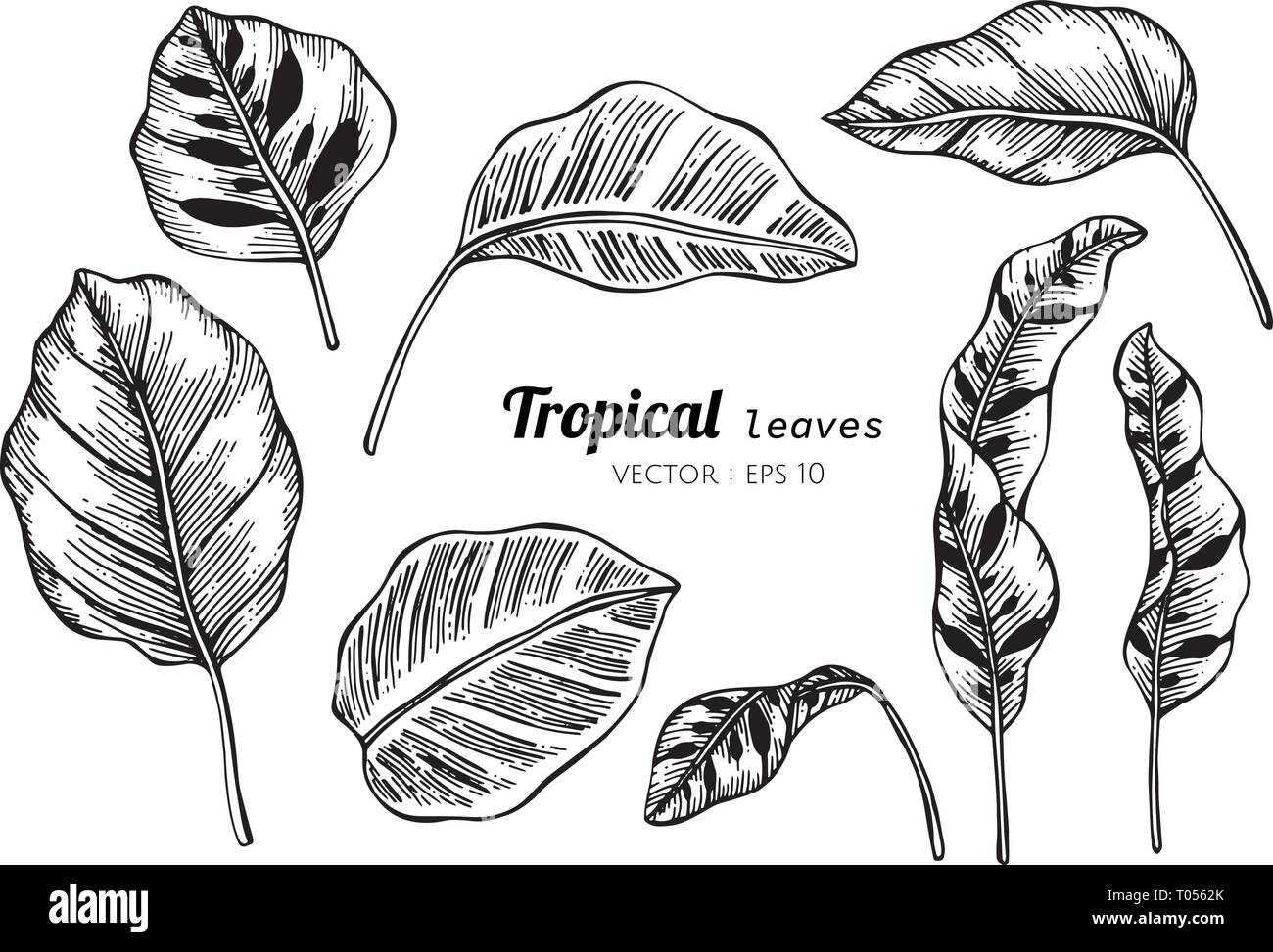 Collection set of Tropical leaves drawing illustration. for pattern, logo, template, banner, posters, invitation and greeting card design. Stock Vector