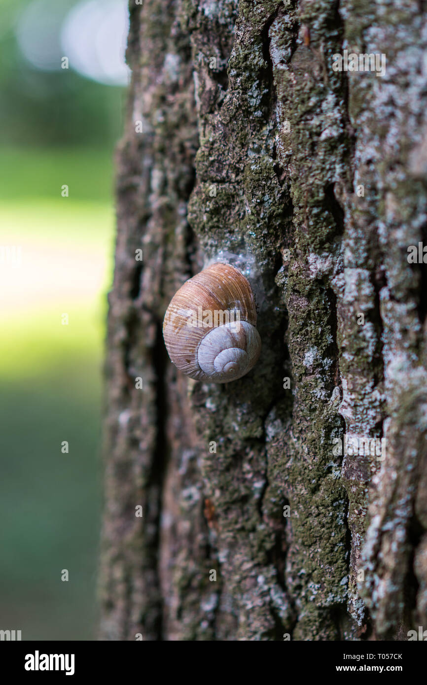 Large grape snail slowly creeps up to the tree Stock Photo