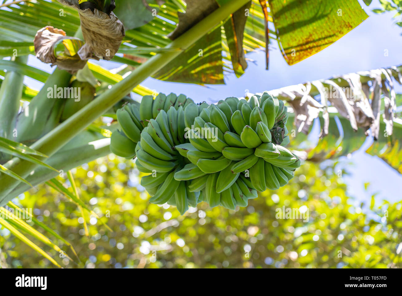 Palm Banana Tree High Resolution Stock Photography and Images Alamy