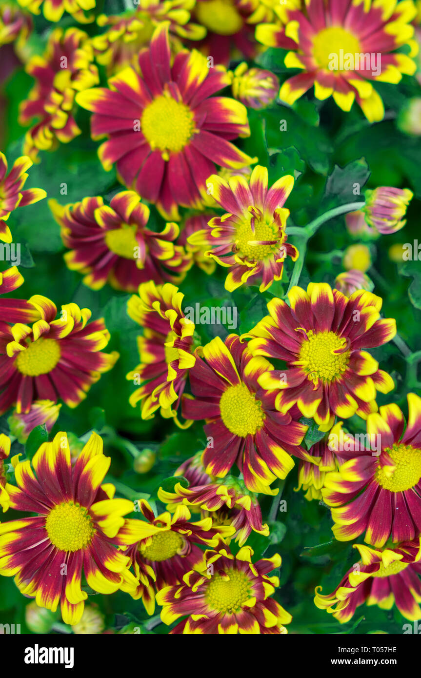 Red chrysanthemum flower hi-res stock photography and images - Alamy
