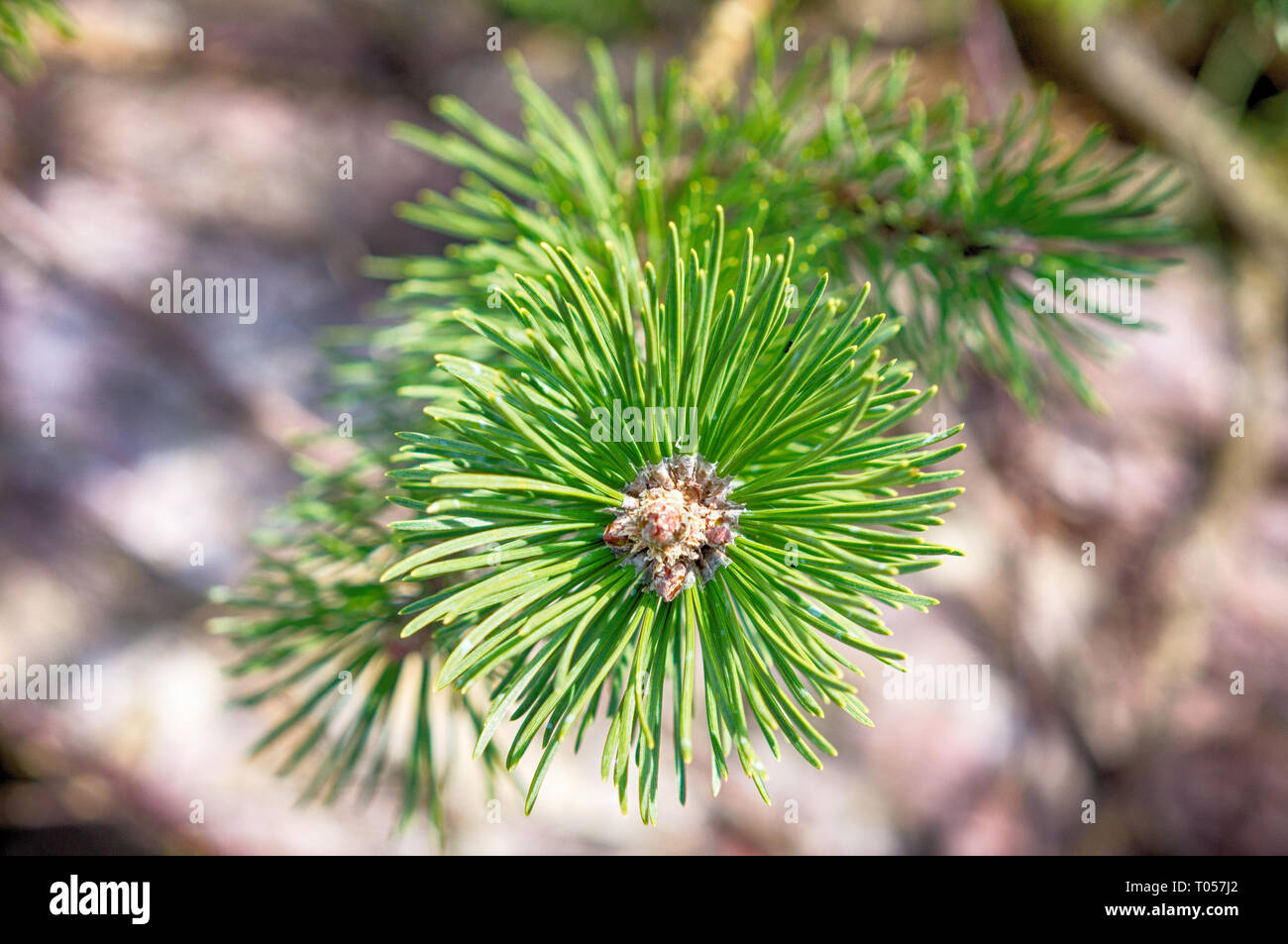 View of top of pine tree with pine leaf, green pine cones and branch Stock Photo