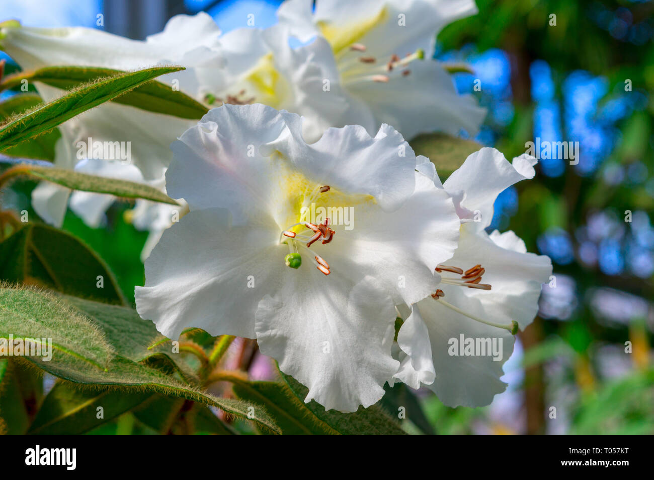 White azalea hi-res stock photography and images - Alamy
