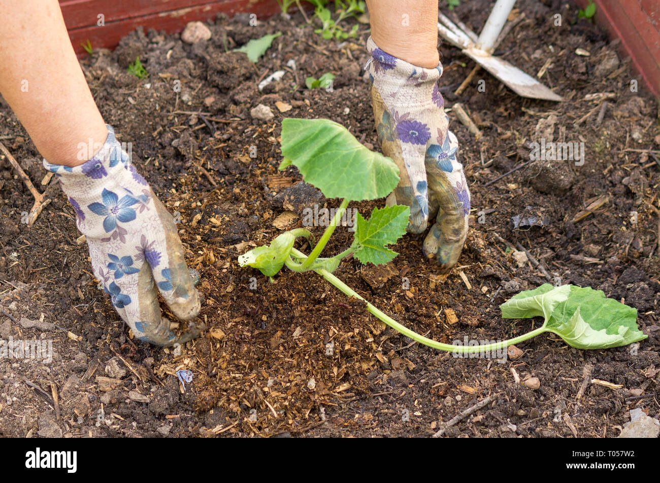 planting vegetable on vegetable garden at agriculture farm Stock Photo