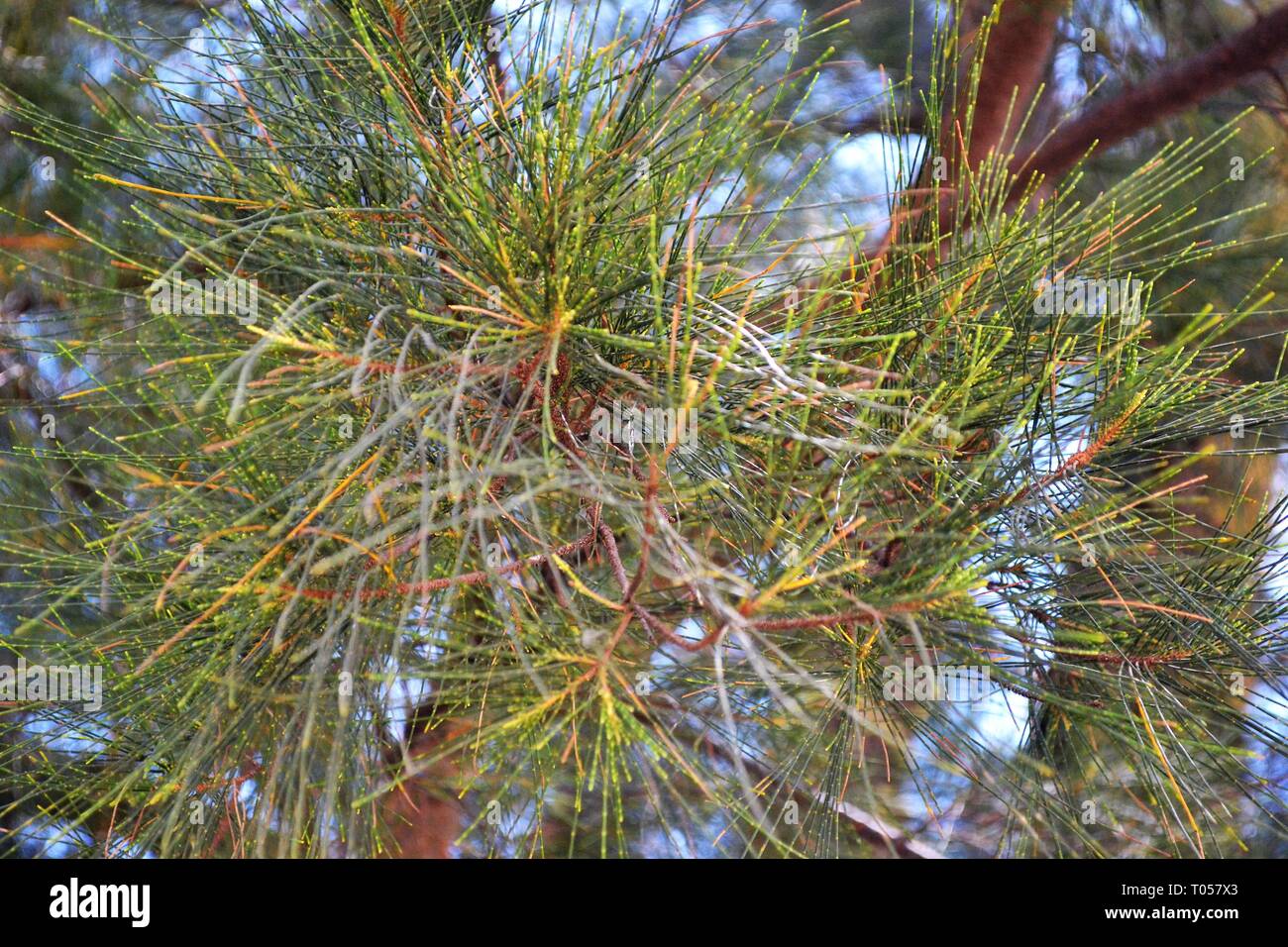 Australian Pine Tree Stock Photos & Australian Pine Tree Stock Images