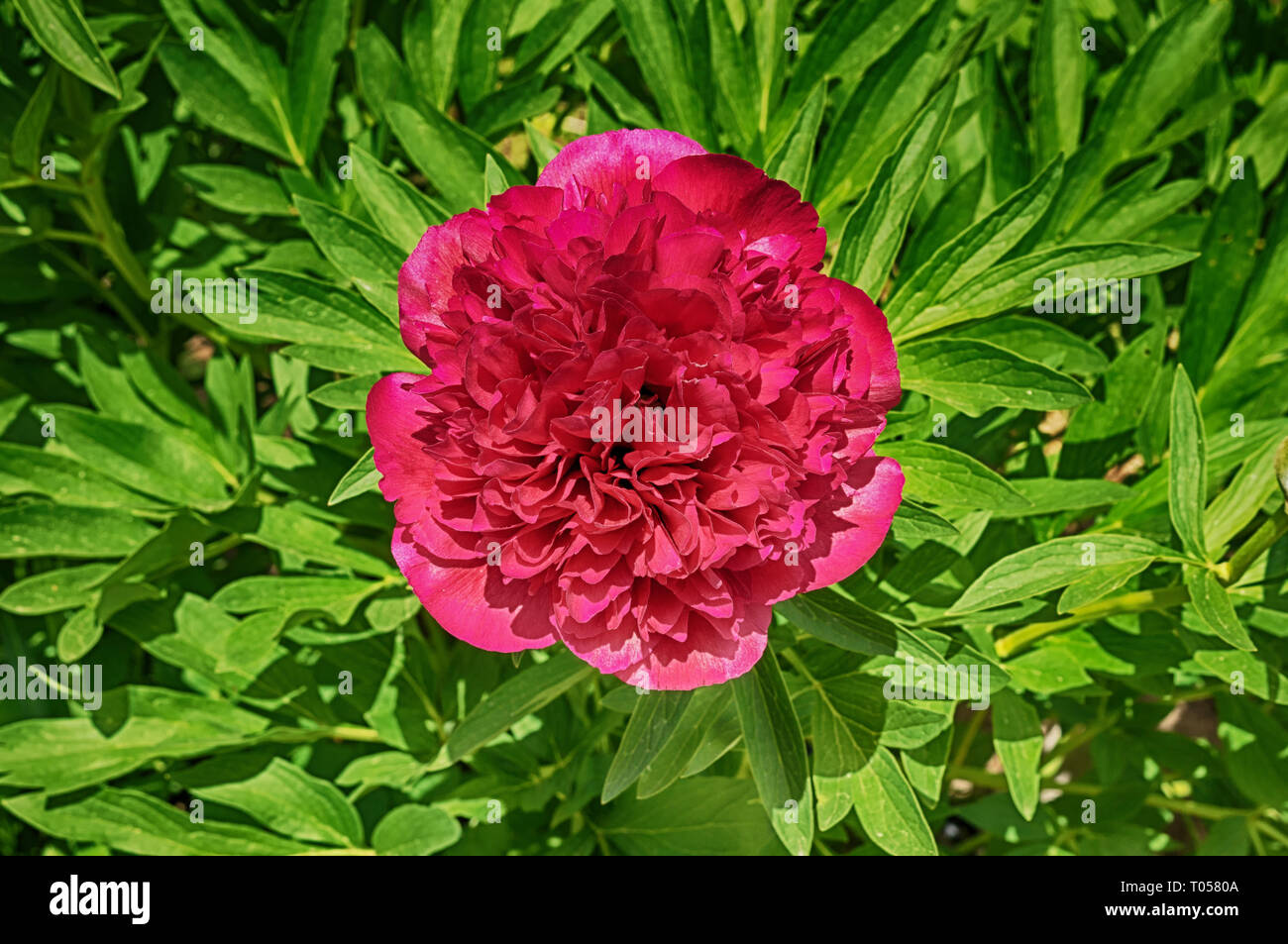 Red peonies in the garden. Red peony macro photo. Stock Photo