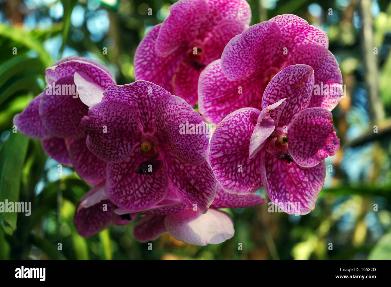 Orchid Ascocenda (Orchidaceae) - a perennial herb, flowers,Thailand Stock Photo