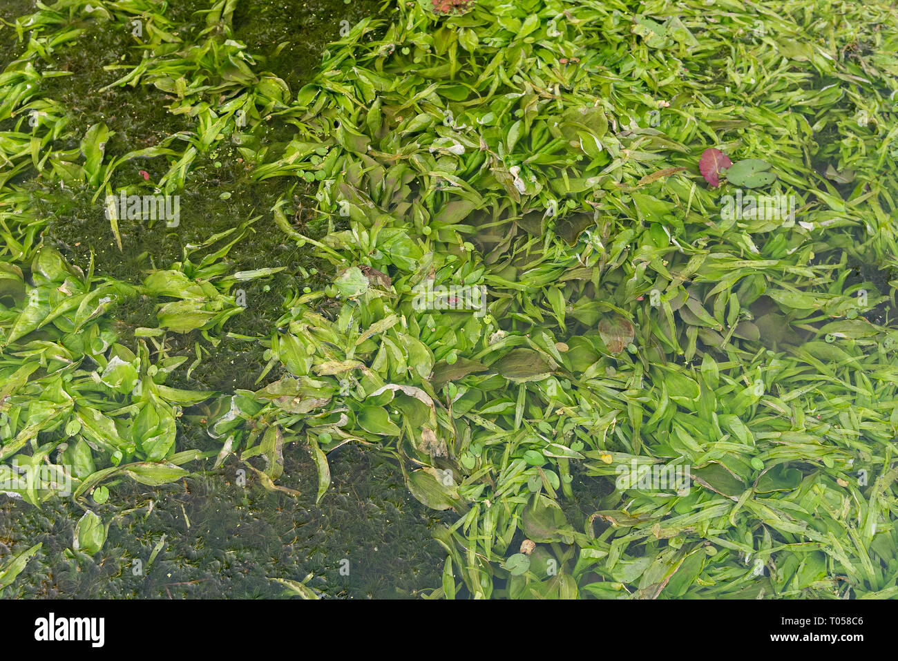 Freshwater Algae High Resolution Stock Photography and Images - Alamy