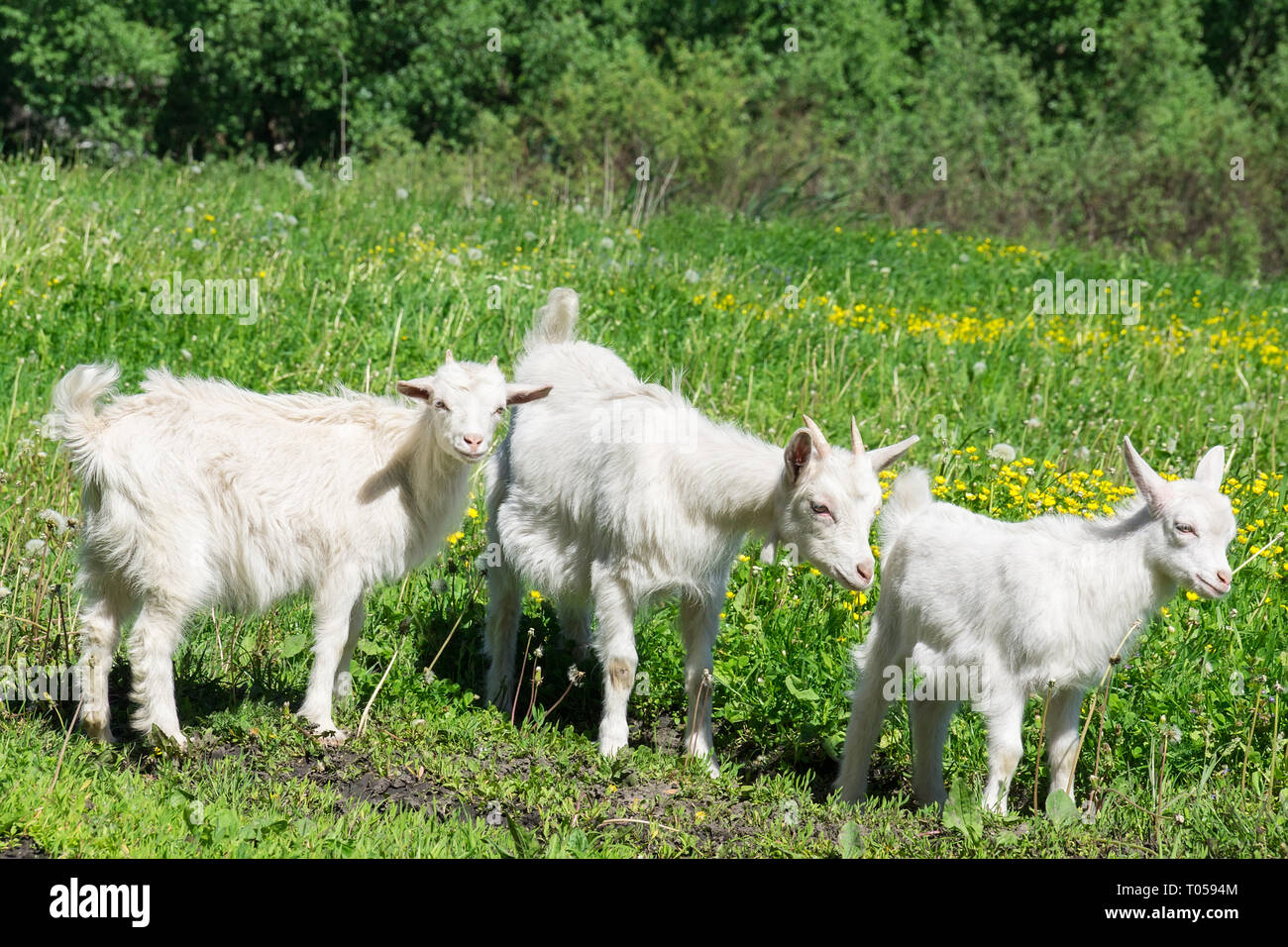 Three goats on a green meadow eat grass Stock Photo